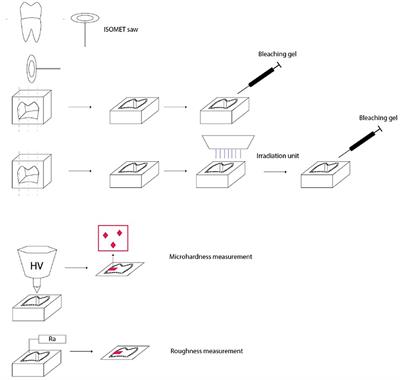 Direct Radiotherapy-Induced Effects on Dental Hard Tissue in Combination With Bleaching Procedure